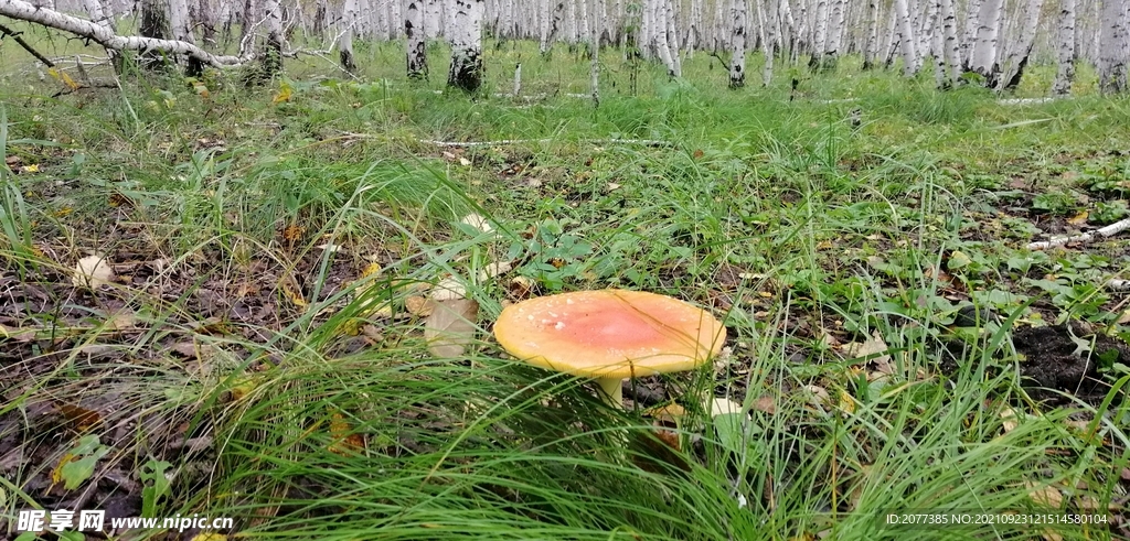 蘑菇 大兴安岭地区 菌类 