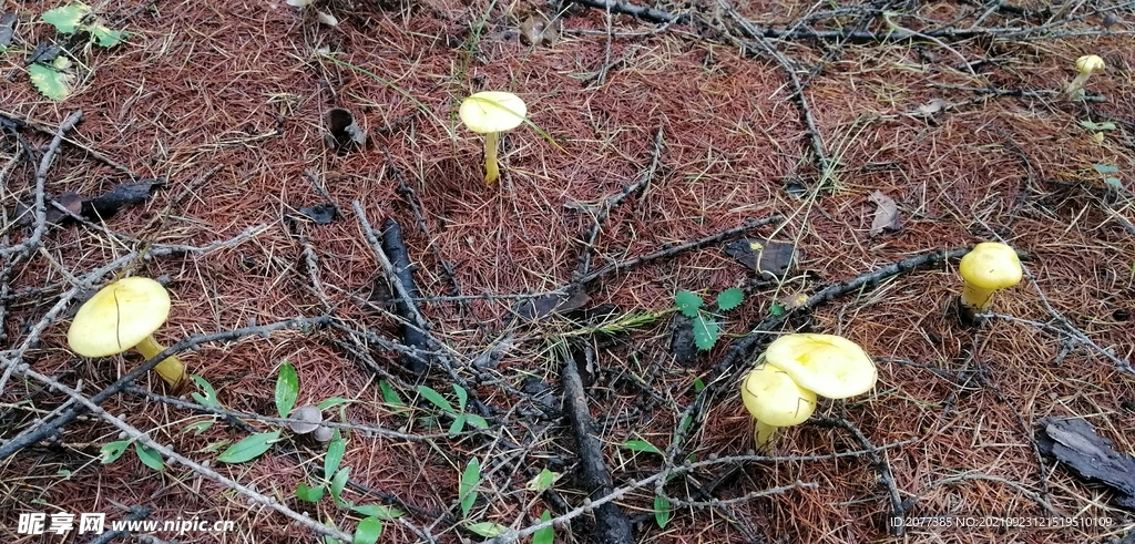 蘑菇 大兴安岭地区 菌类 