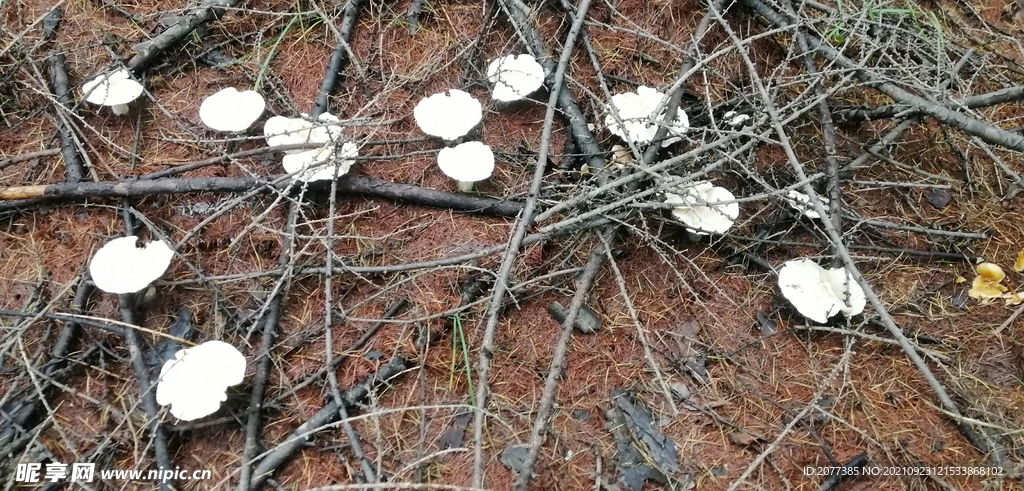 蘑菇 大兴安岭地区 菌类 