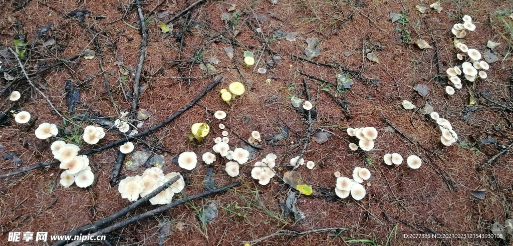 蘑菇 大兴安岭地区菌类 食用菌