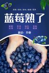 蓝莓熟了