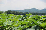 杭州西湖景色