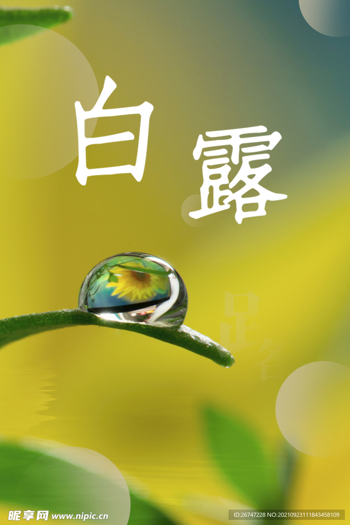 白露