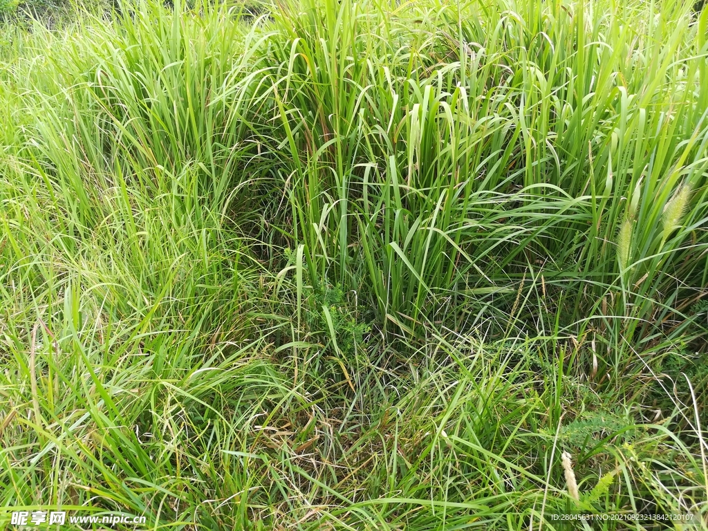 草坑