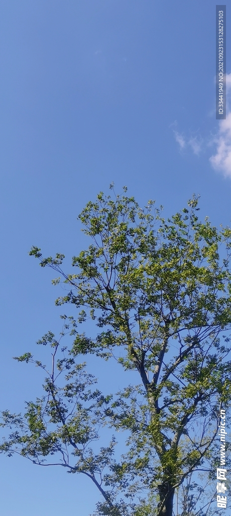 夏日小景
