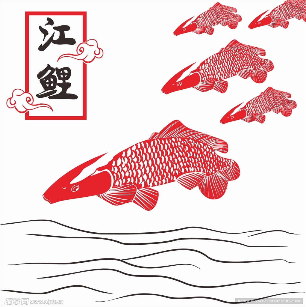 江鲤
