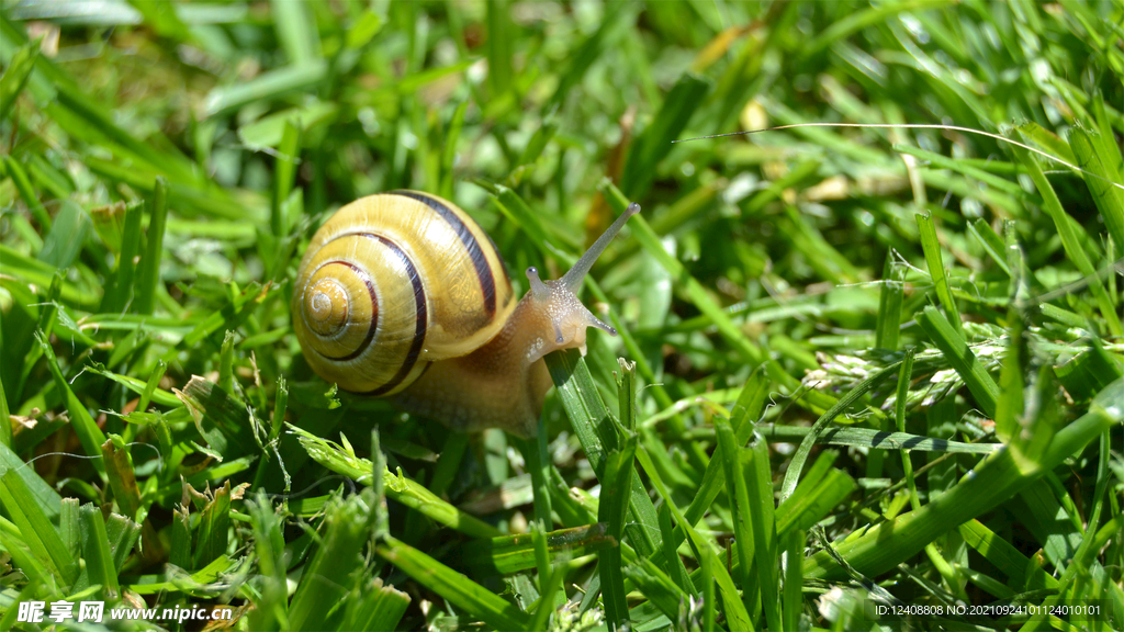 蜗牛