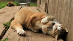 猫与狗