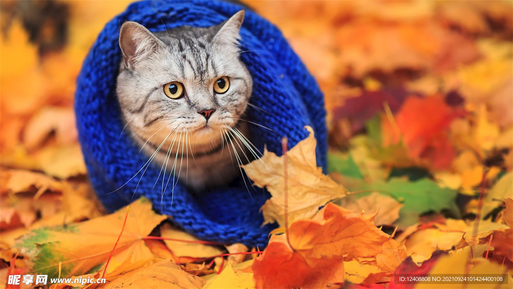 猫