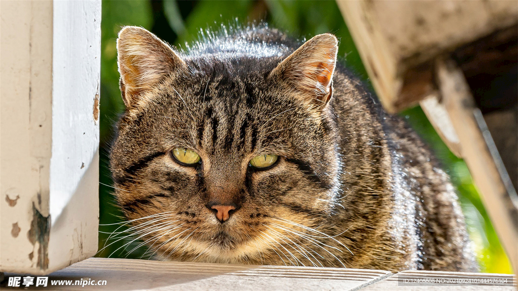 猫