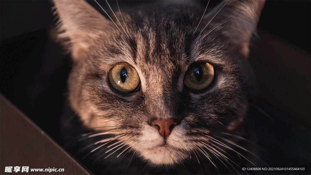 猫