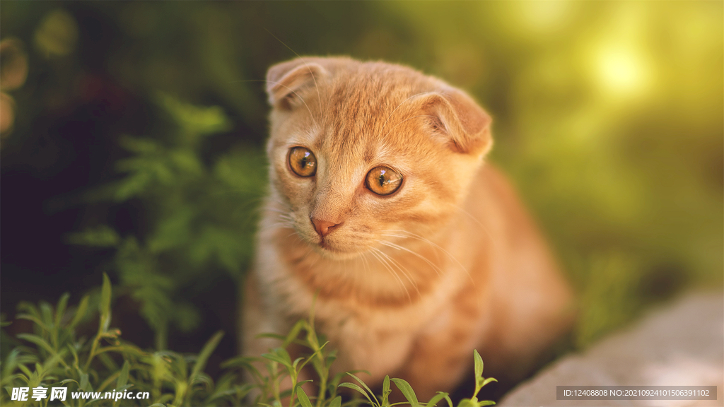 猫