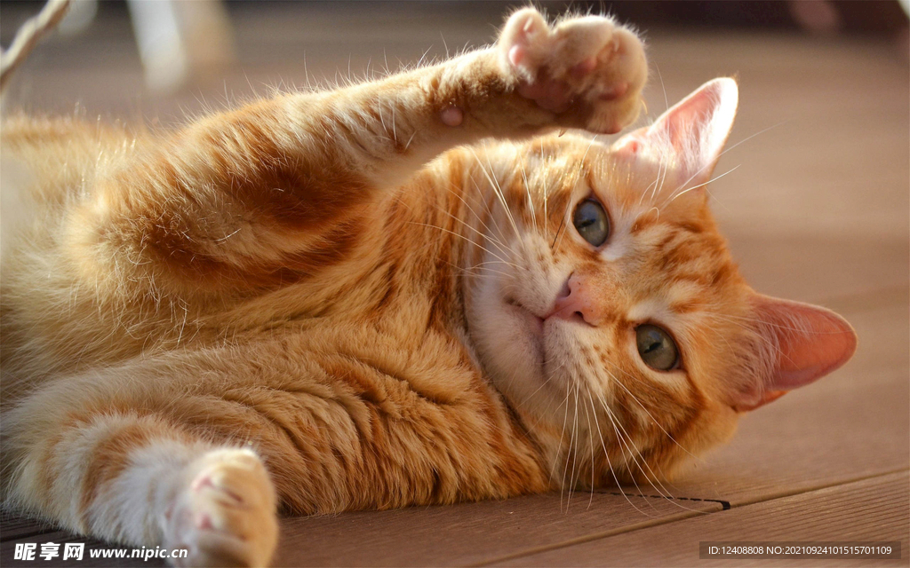 猫