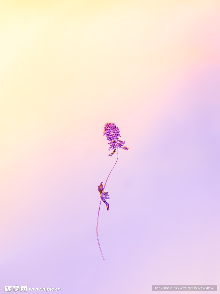 花卉