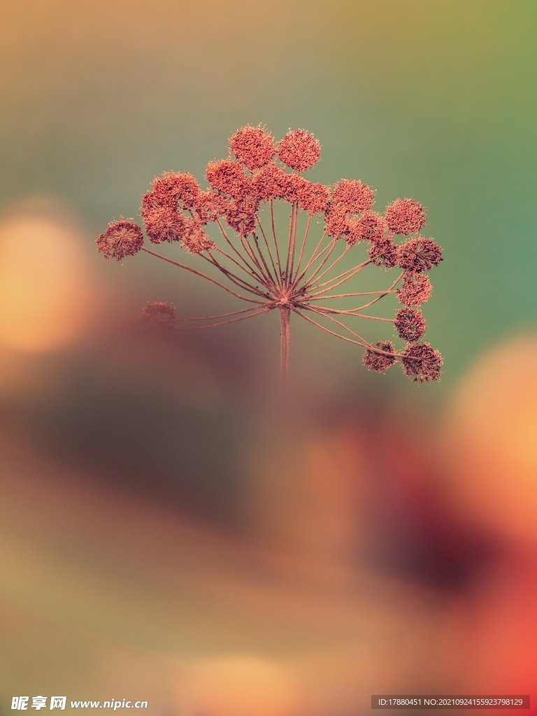 花卉