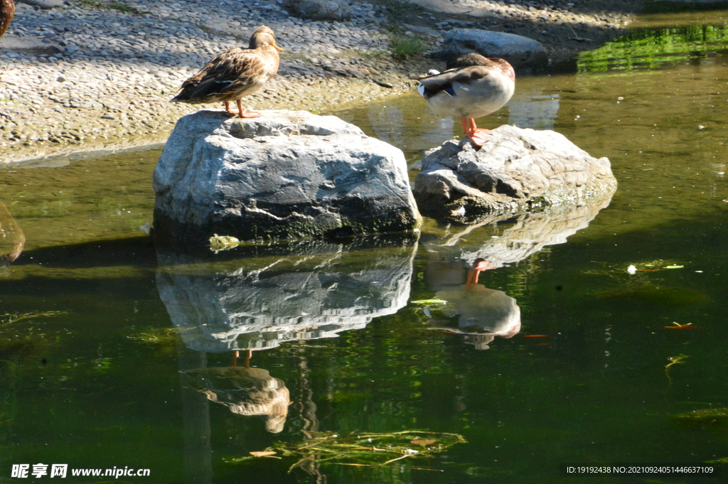 野鸭戏水