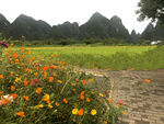 鲜花小路