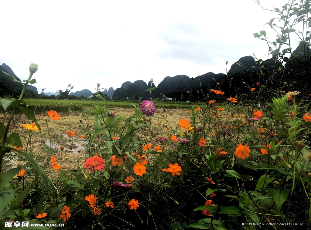 鲜花稻田