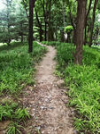 林间小路