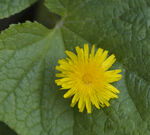 奶油小黄花