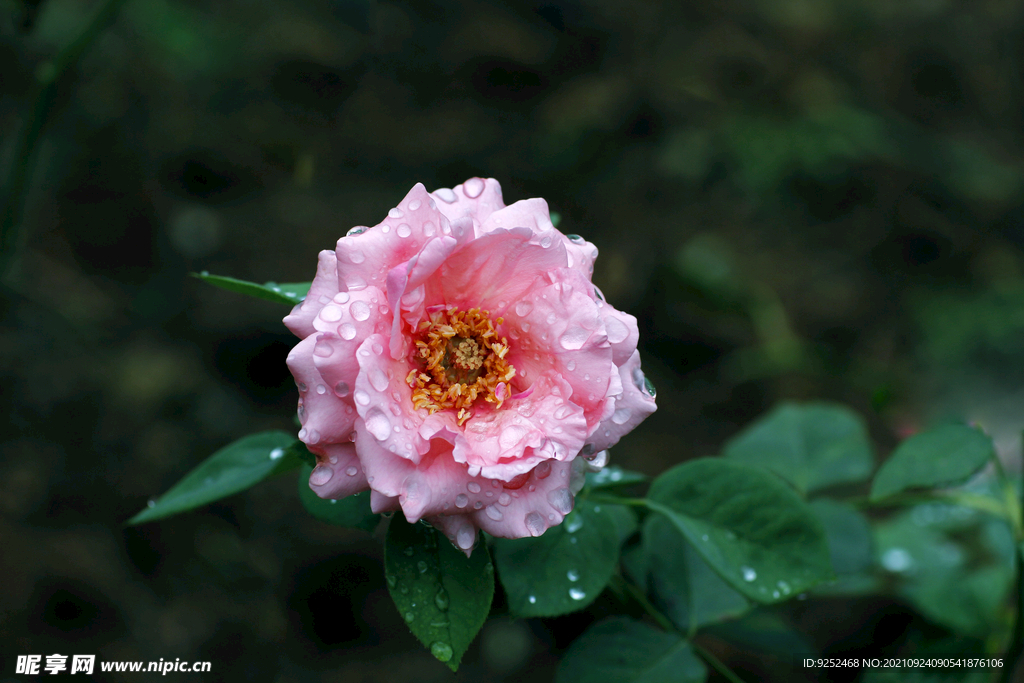  月季花