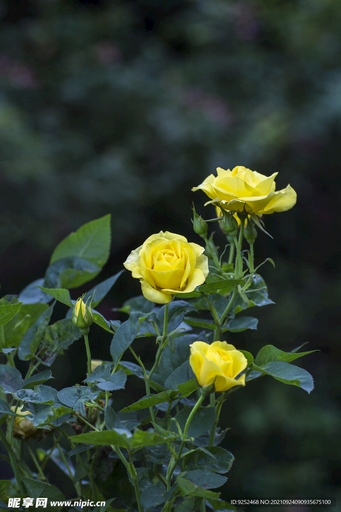 黄玫瑰 