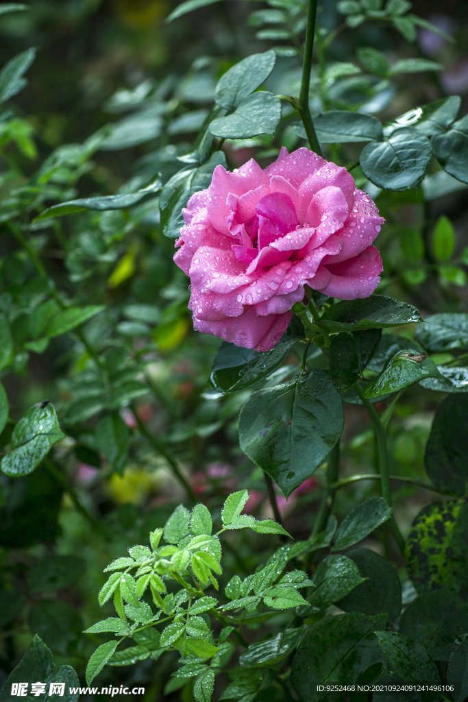 玫瑰花