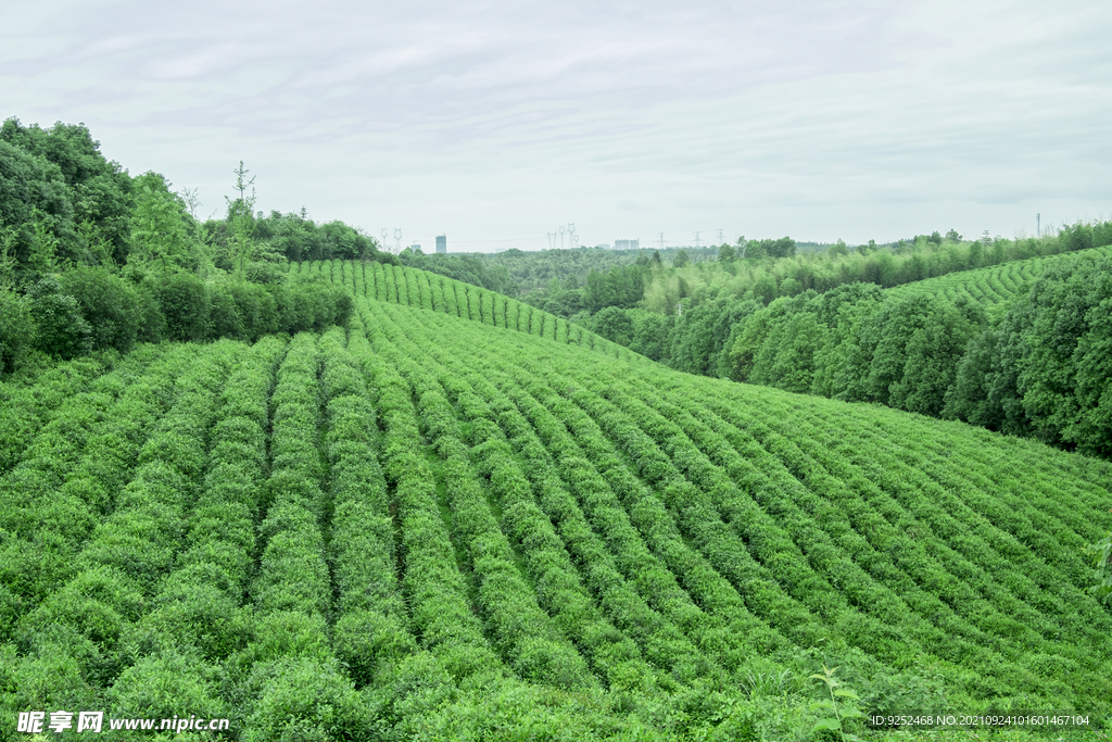 茶山