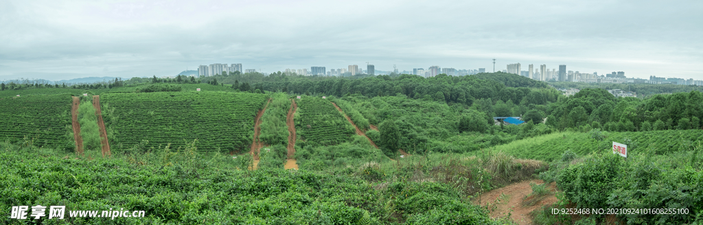 生态茶园