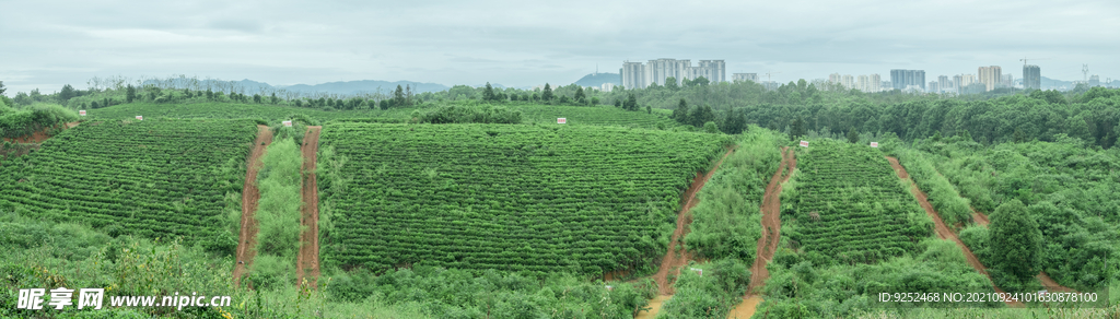 黑山茶场