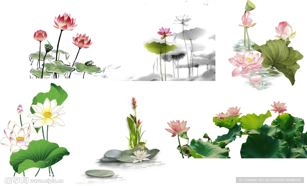 荷花