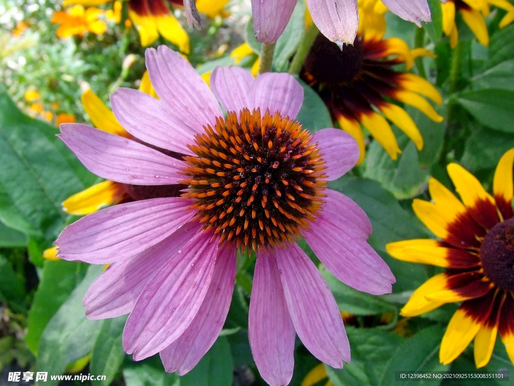 天竺葵鲜花
