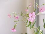 小花花