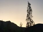 大树和小树