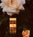 月季花