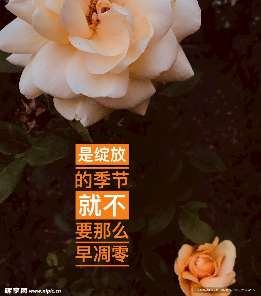 月季花