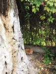 警惕的小猫