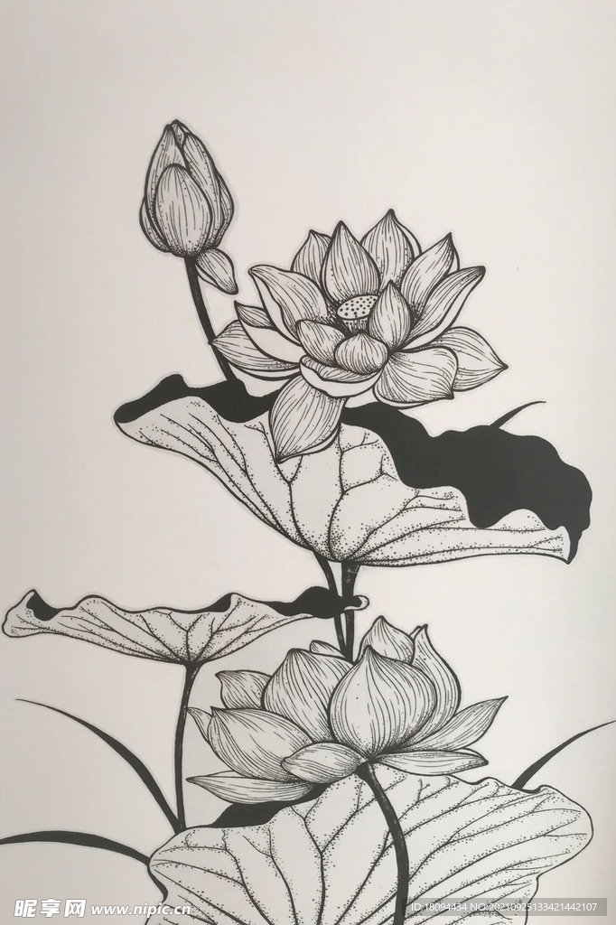荷花