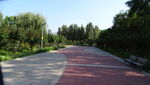  公园小路