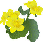 花