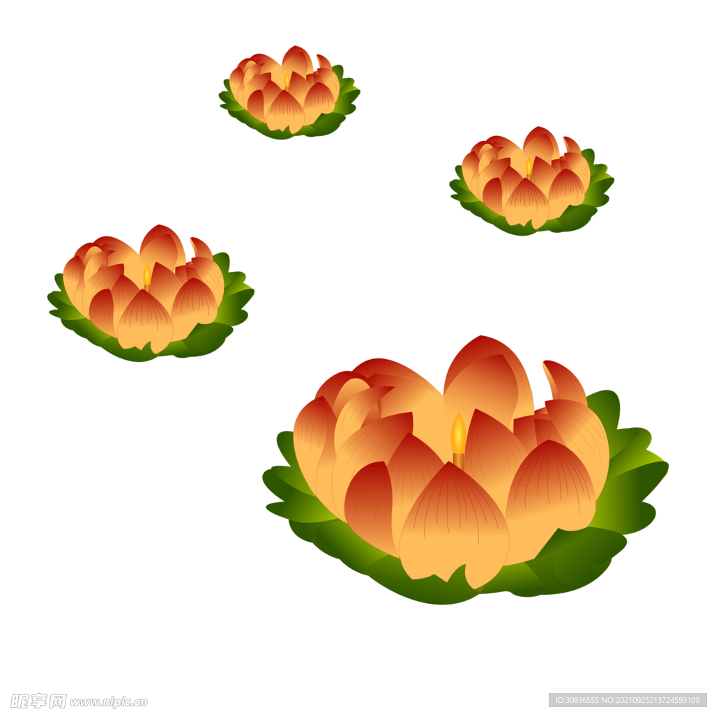 荷花 莲花 