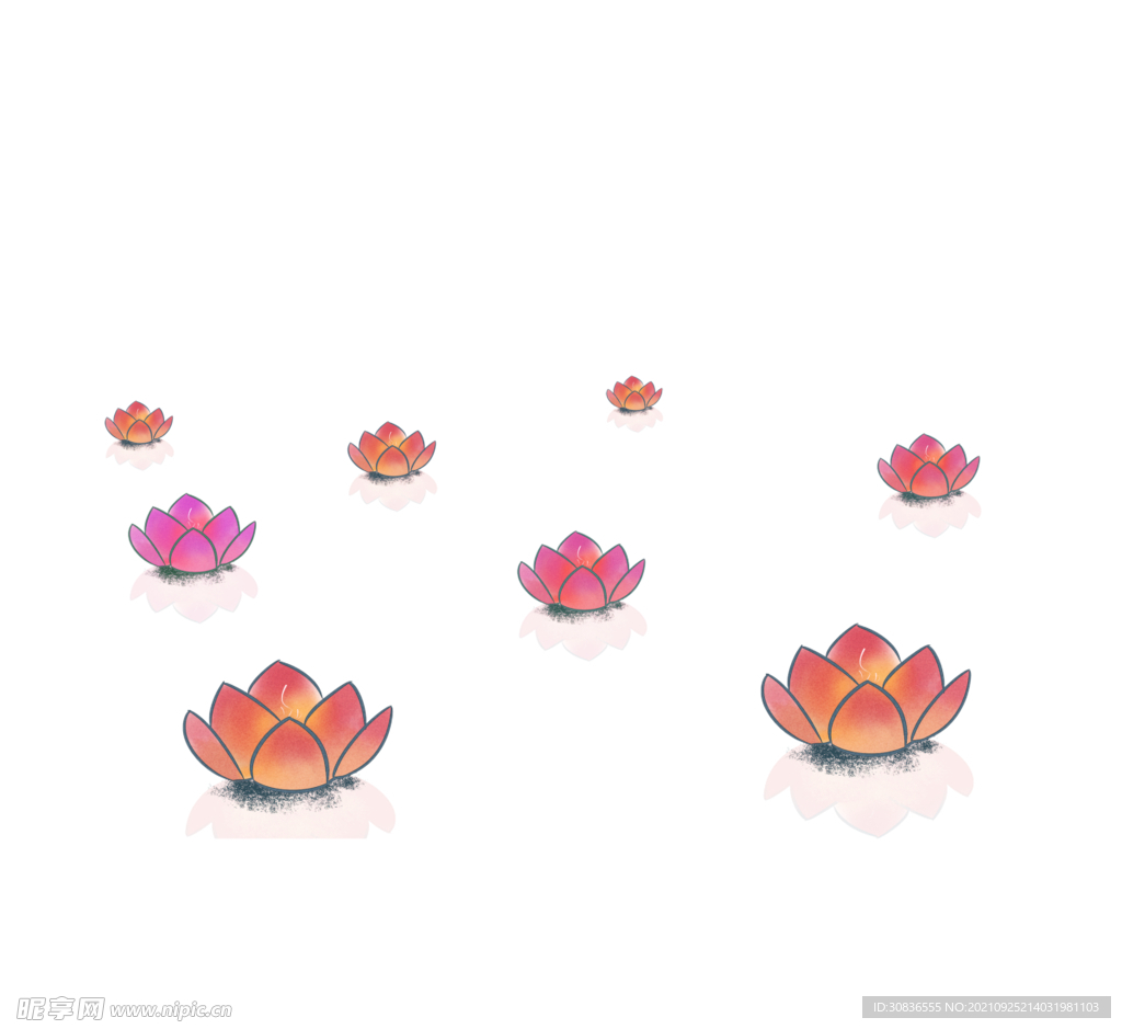 荷花 莲花