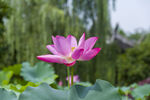 荷花大图