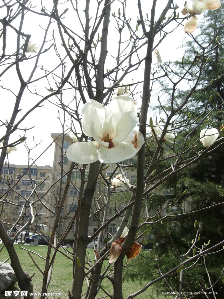 玉兰花特写