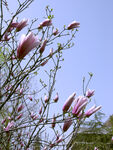 玉兰花开