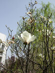 玉兰开花