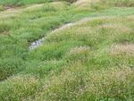 野草