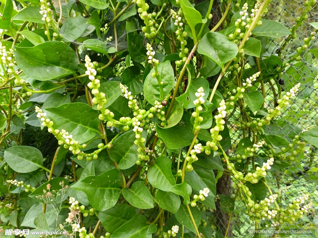 蔬菜