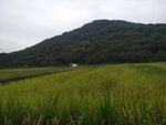 田野