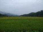 田野